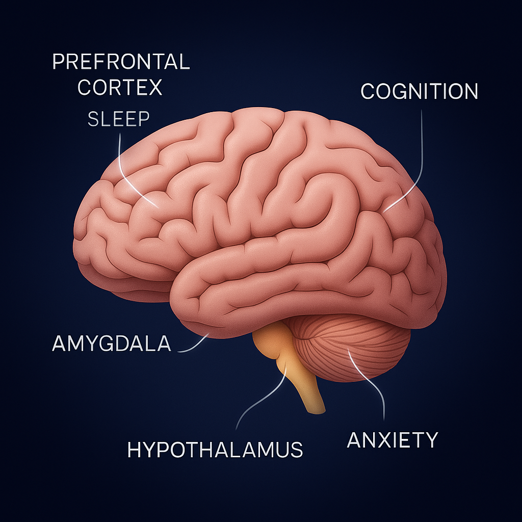 CBT-I therapy session and its brain functional benefits